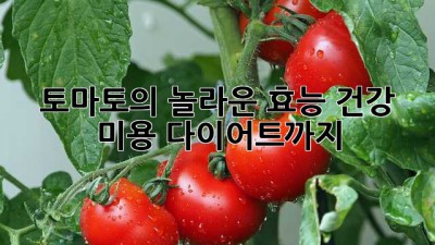 토마토의 놀라운 효능: 건강, 미용, 다이어트까지!